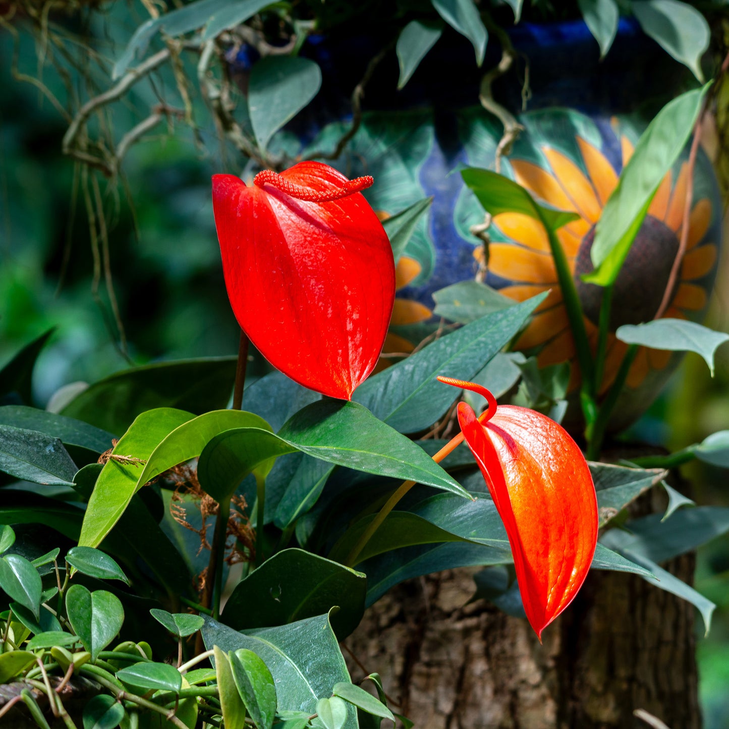 Anthurium scherzerianum (Anturio Cola de Cochino)