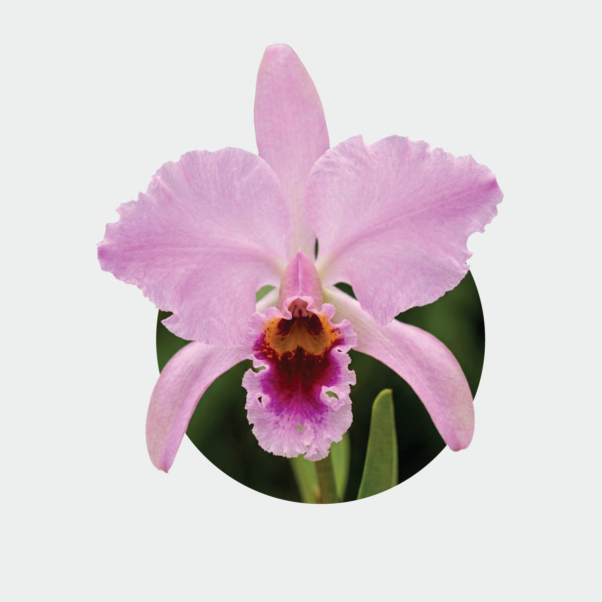 Cattleya percyvaliana