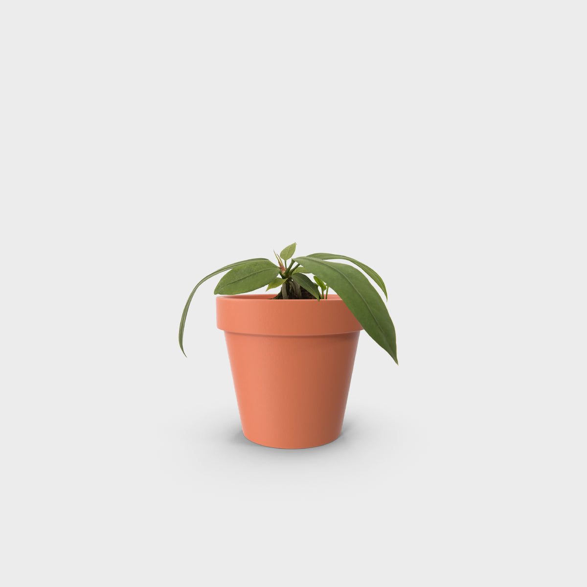 Anthurium vittarifolium (Pearl necklace)