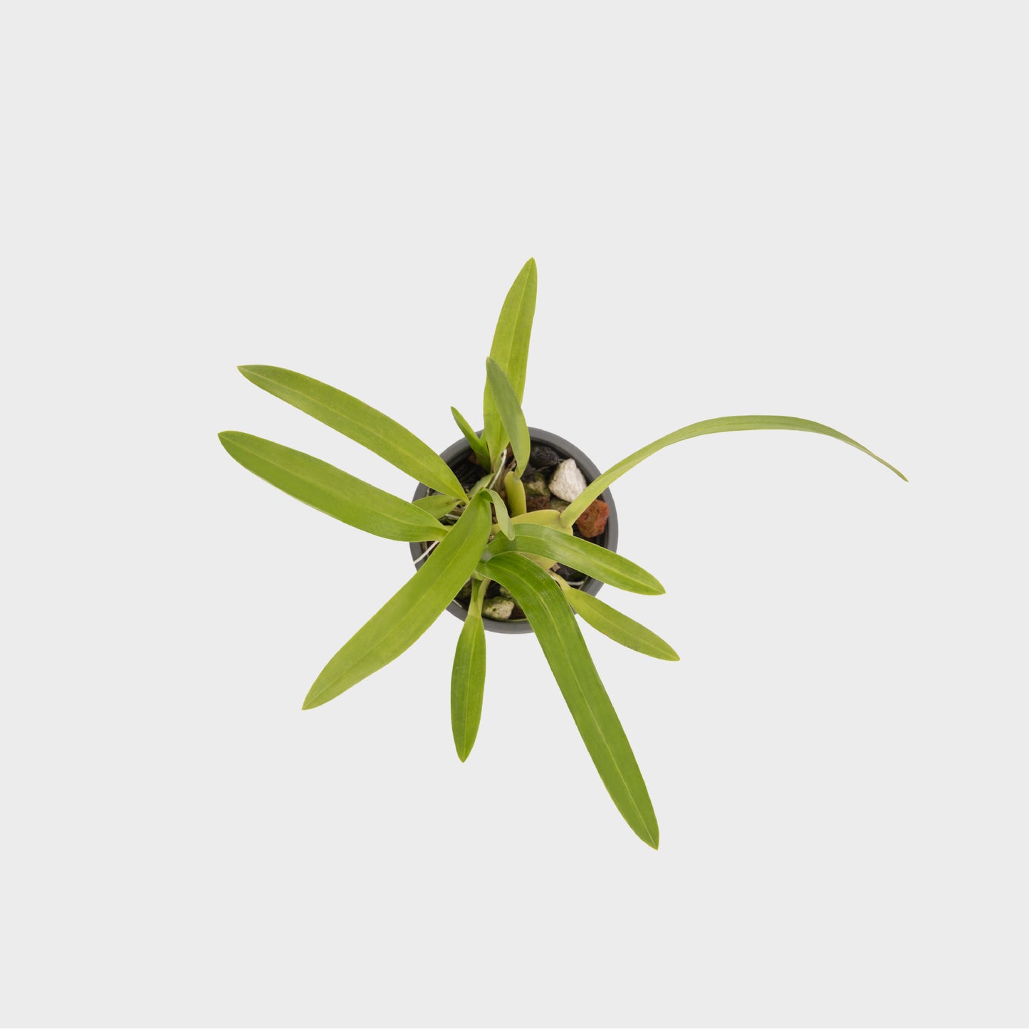 Oncidium leleui (Orquídea Danzante)