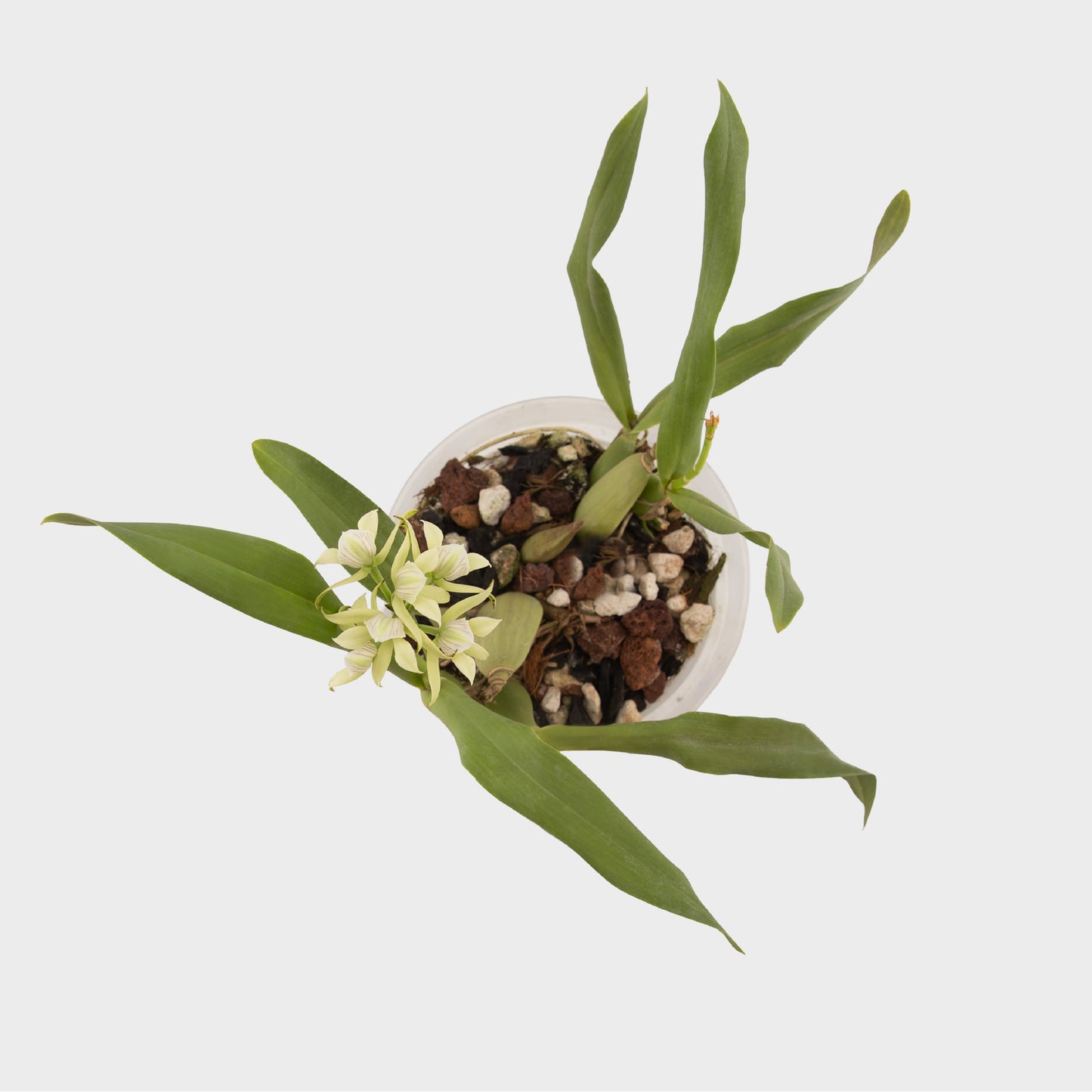 Prosthechea chacaoensis (Falsa Vainilla)