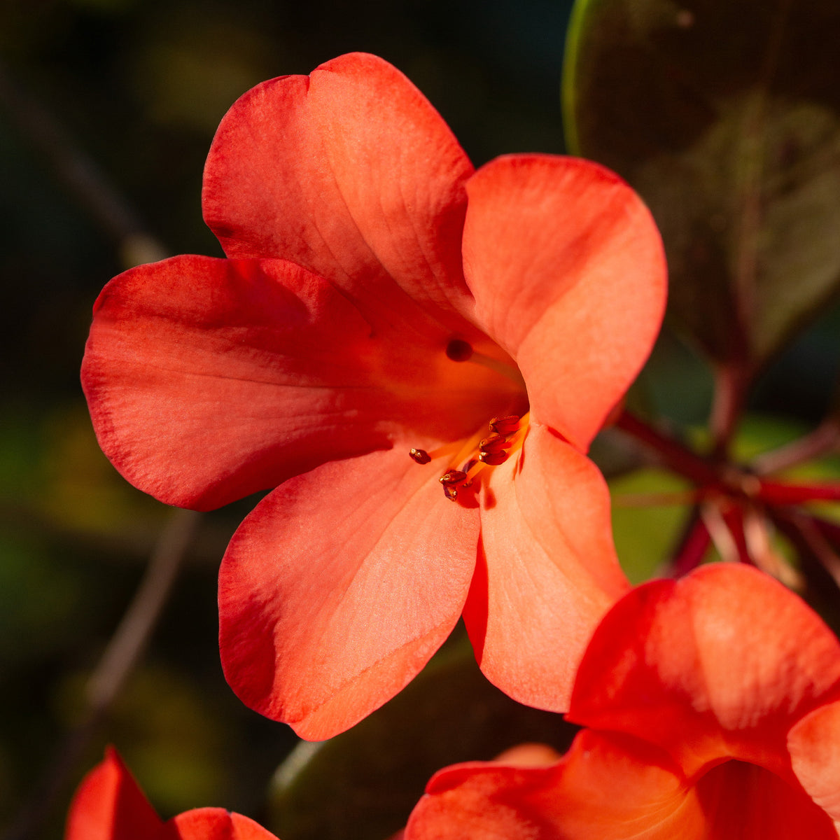 Rhododendron Vireya 'Festive Bell'