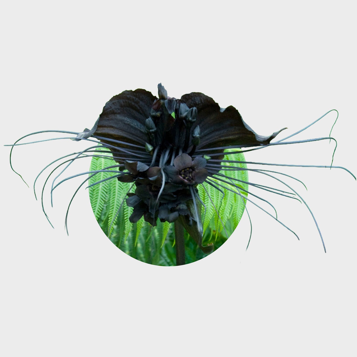 Tacca chantrieri (Flor murciélago)