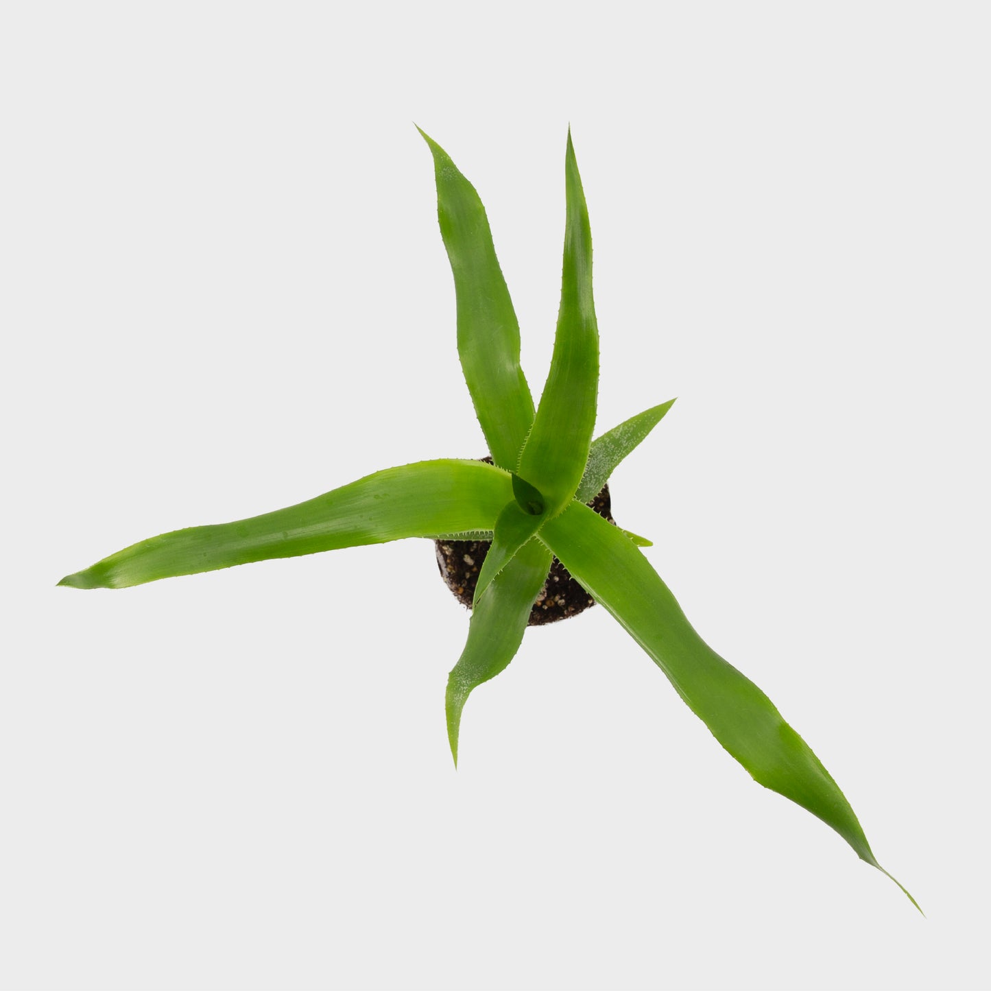 Ursulea macvaughii (Bromelia Gigante Mexicana)