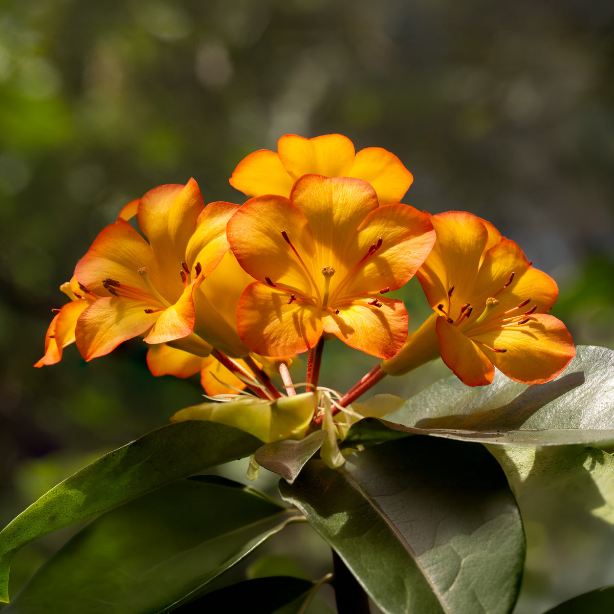 Rhododendron Vireya 'Tequila Sunrise'