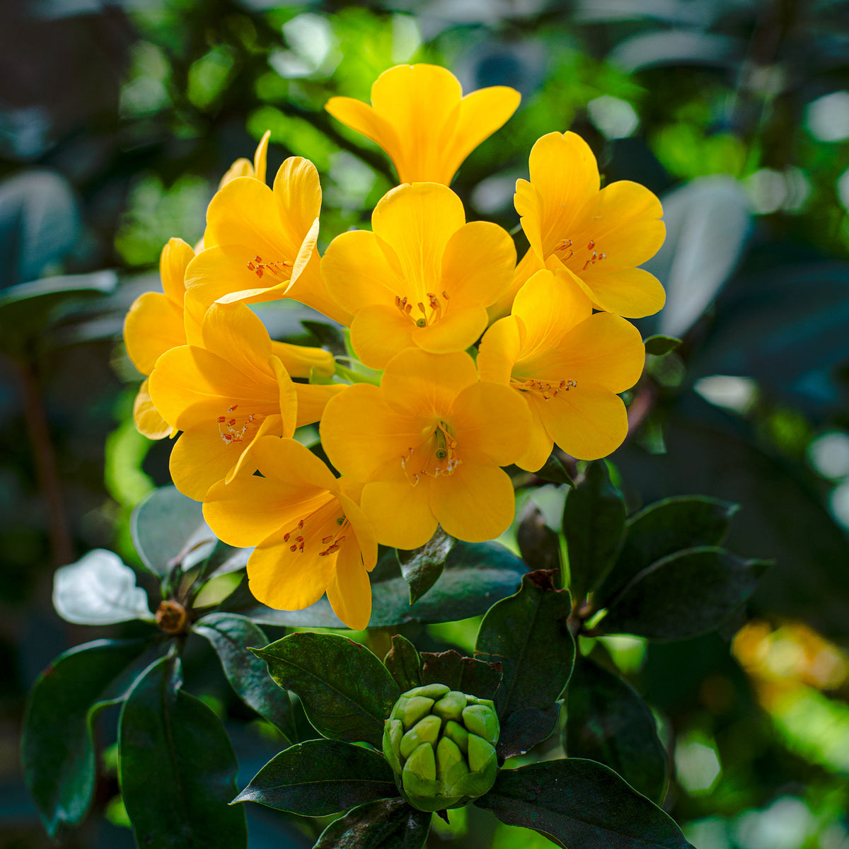 Rhododendron Vireya 'Golden Bell'