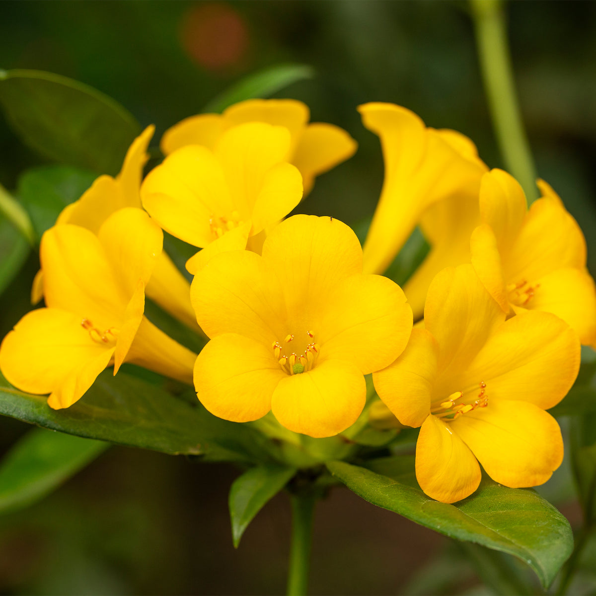 Rhododendron Vireya 'Golden Bell'