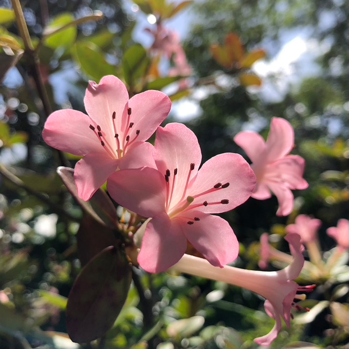 Rhododendron Vireya 'Little Maria'