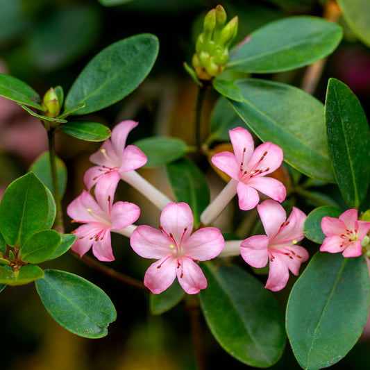 Rhododendron Vireya 'Little Maria'