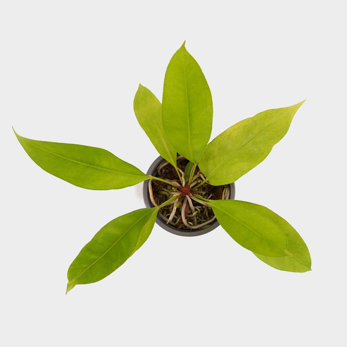 Anthurium gracile (Red Pearl Anthurium)