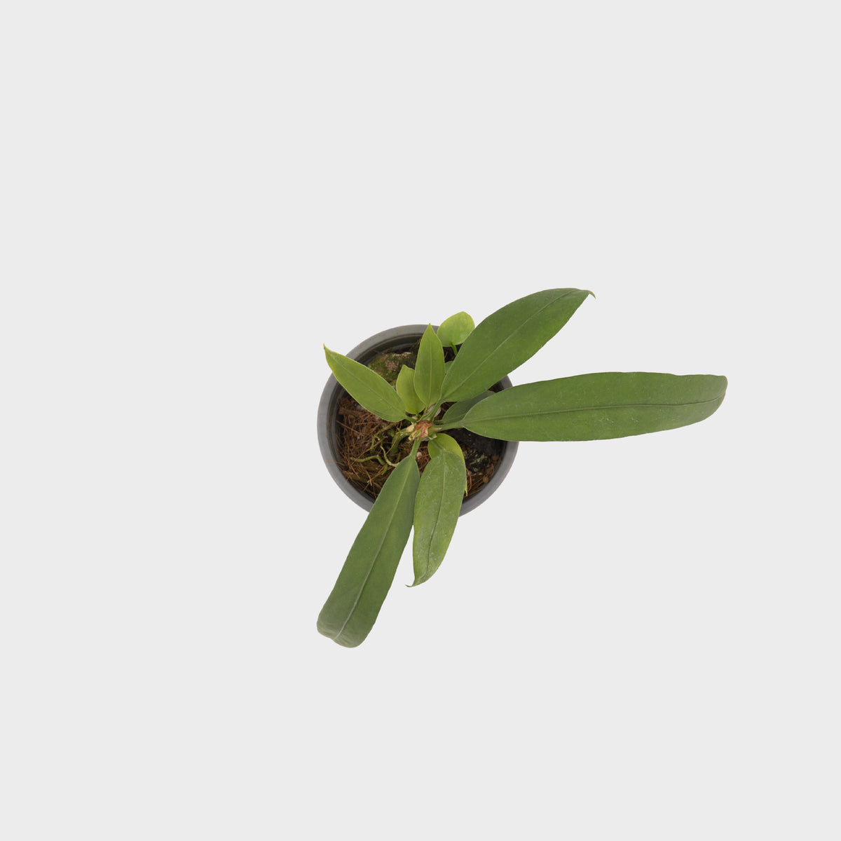 Anthurium vittarifolium (Pearl necklace)