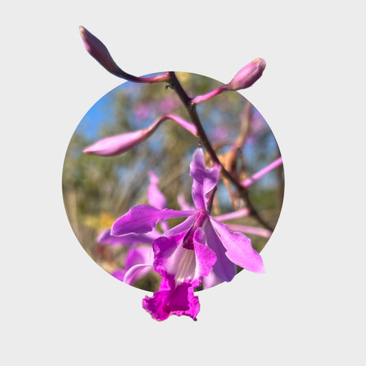 Myrmecophila galeottiana (Hormiguero)
