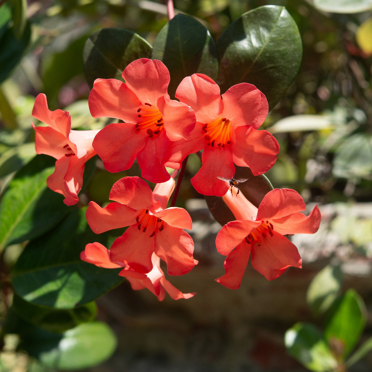 Rhododendron Vireya 'Festive Bell'