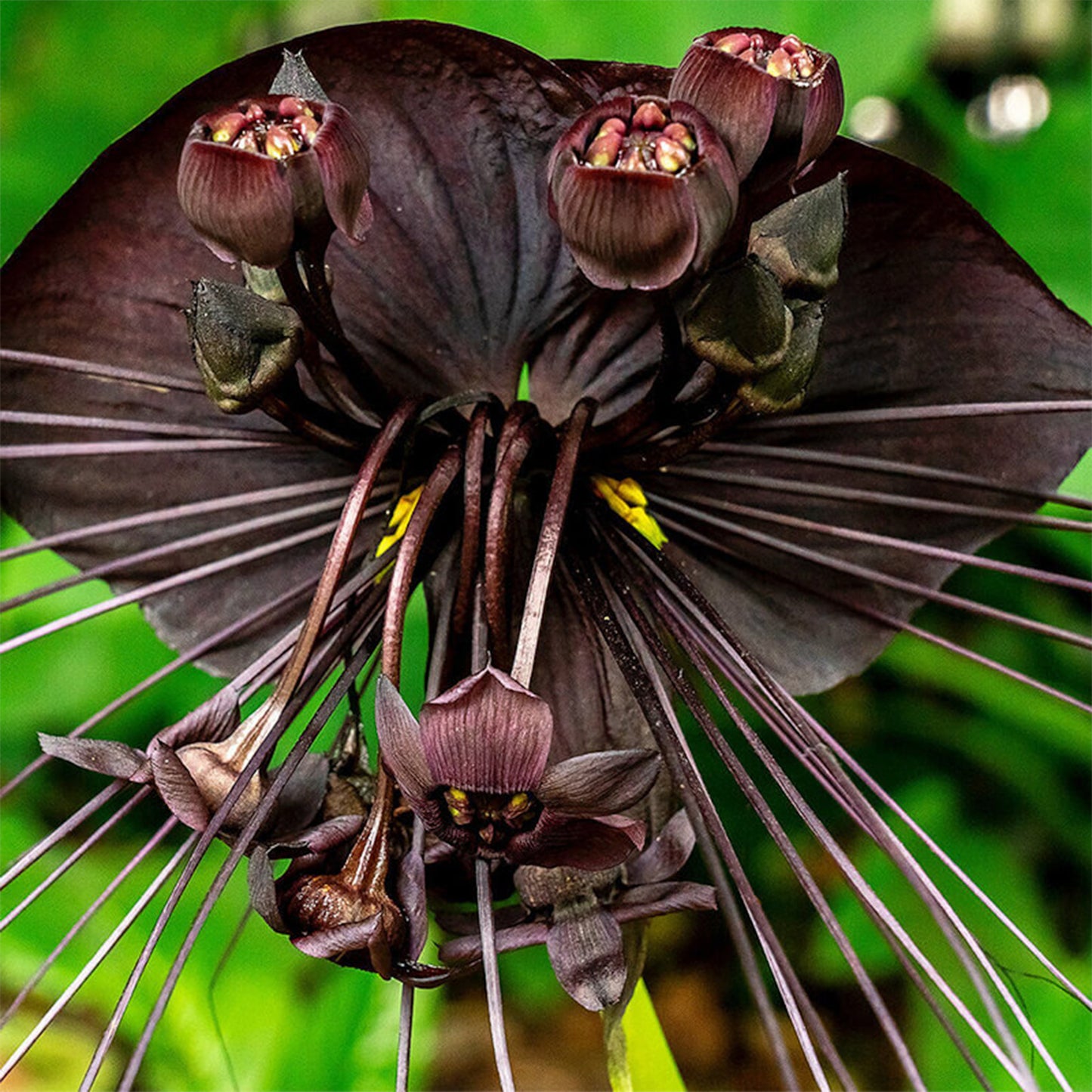 Tacca chantrieri (Flor murciélago)