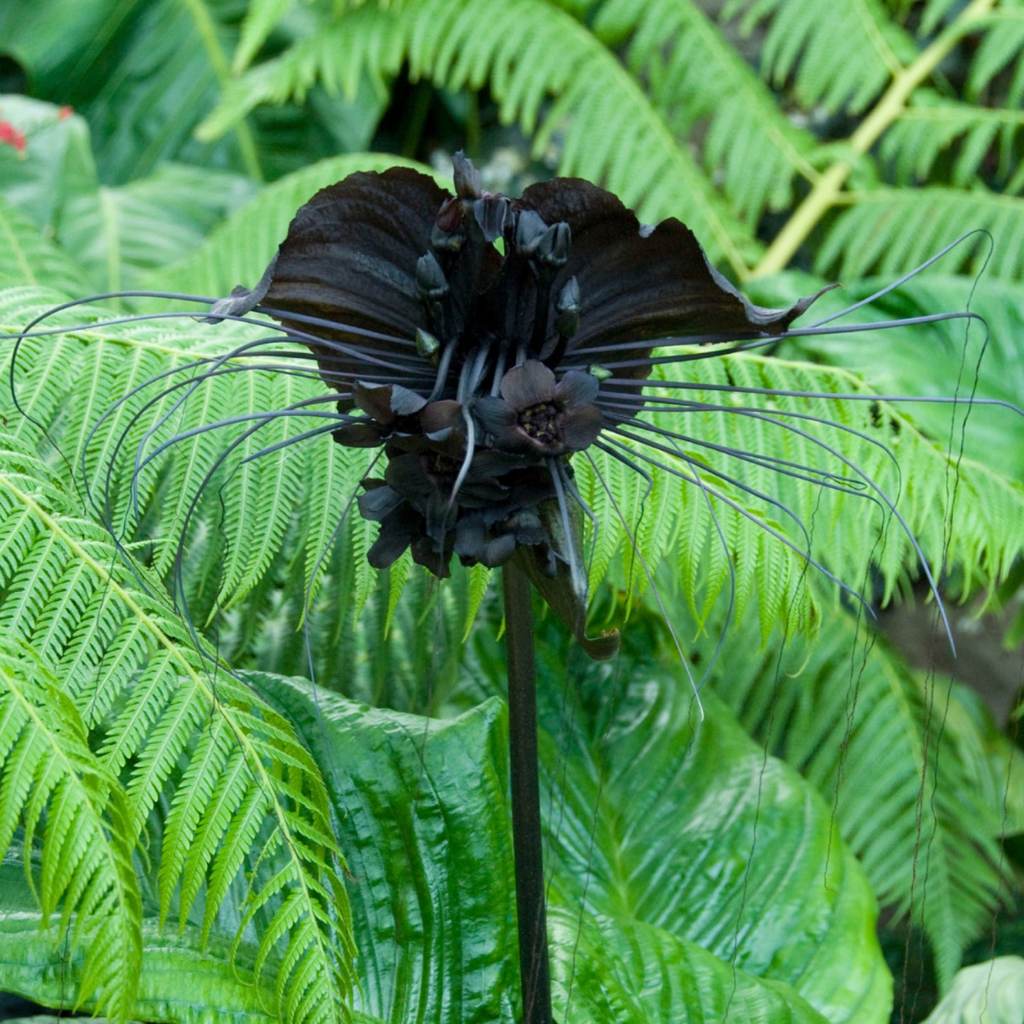 Tacca chantrieri (Flor murciélago)
