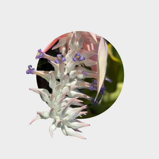 Ursulea macvaughii (Bromelia Gigante Mexicana)