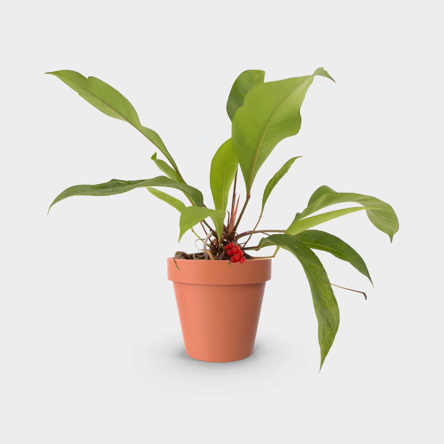Anthurium gracile (Red Pearl Anthurium)