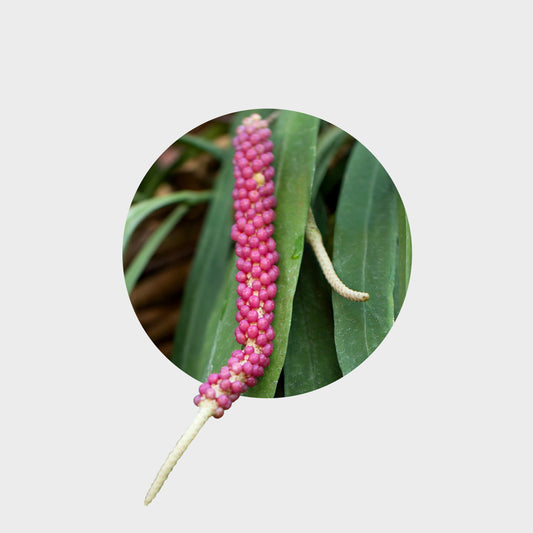 Anthurium vittarifolium (Pearl necklace)