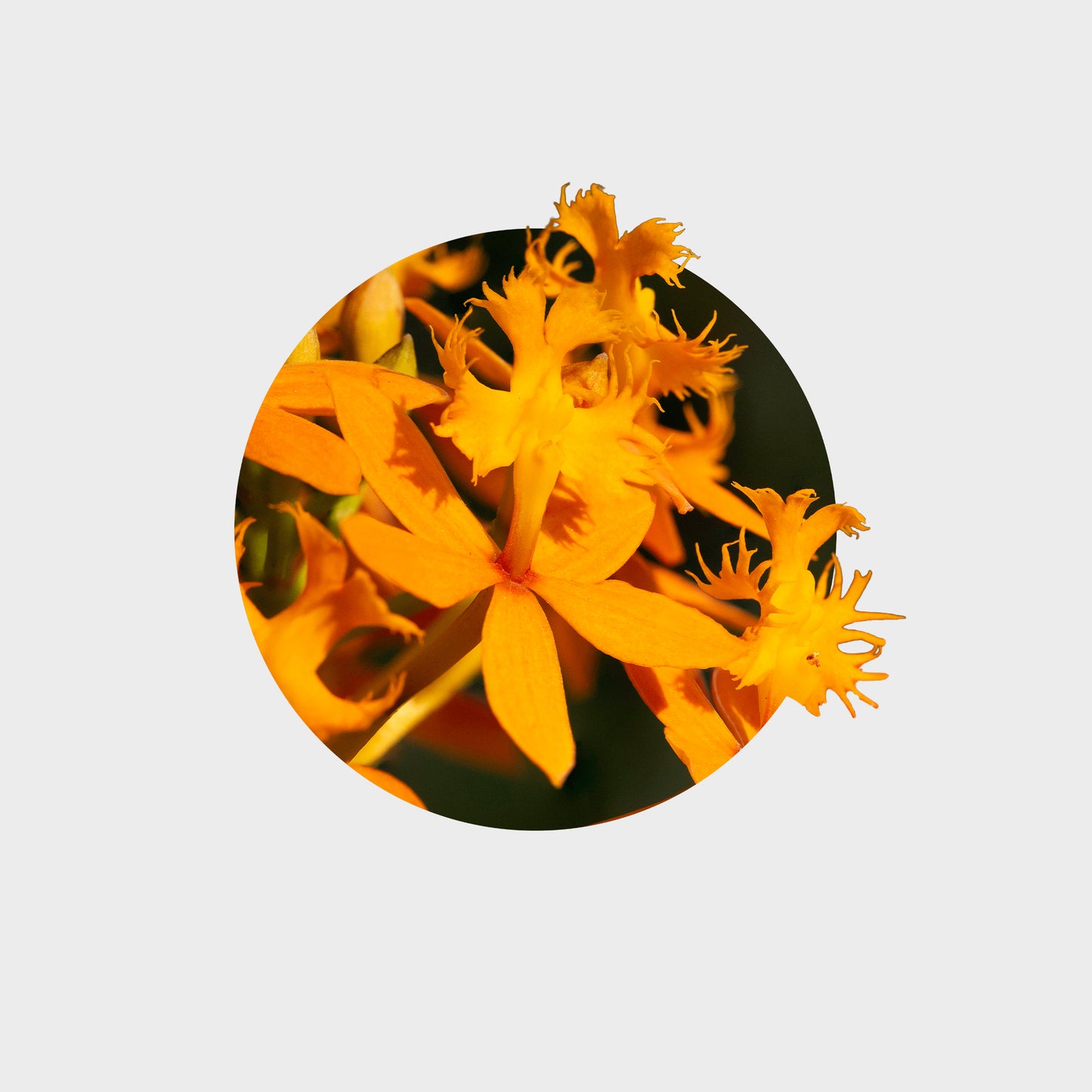 Epidendrum radicans var. naranja (Estrella del amanecer)
