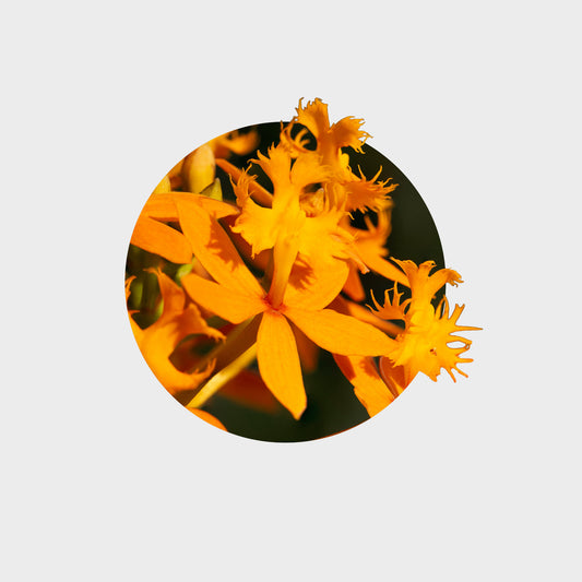 Epidendrum radicans var. naranja (Estrella del amanecer)