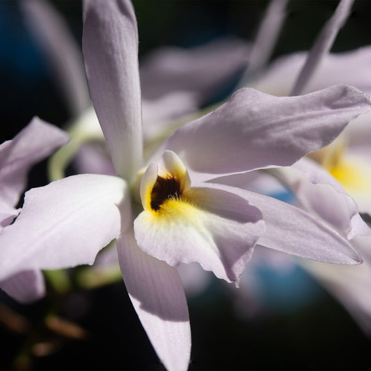 Laelia rubescens (Flor de Muerto)