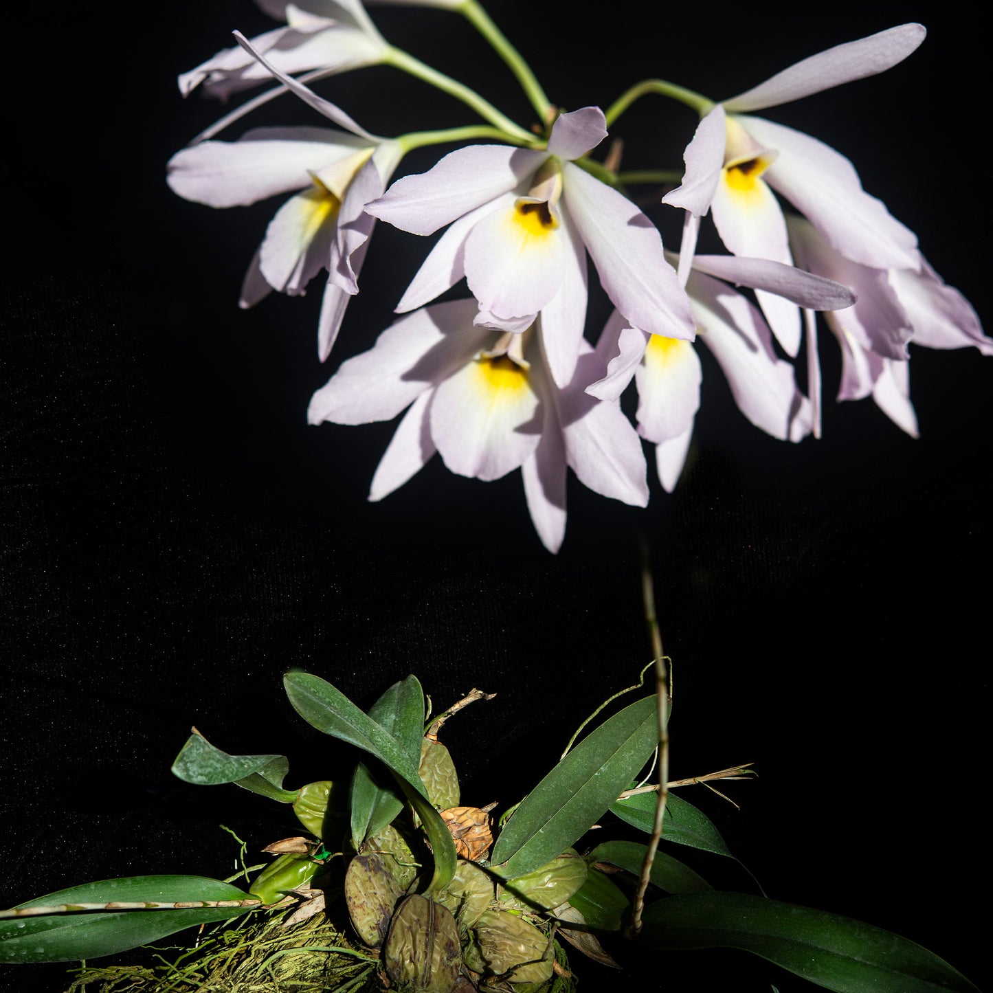 Laelia rubescens (Flor de Muerto)