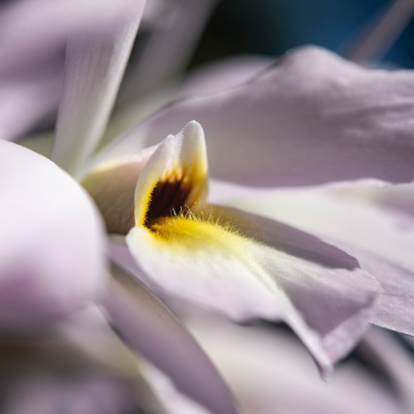 Laelia rubescens (Flor de Muerto)