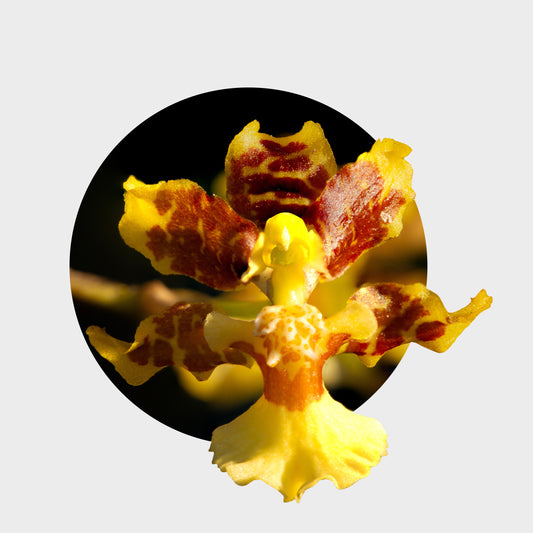 Oncidium leleui (Orquídea Danzante)