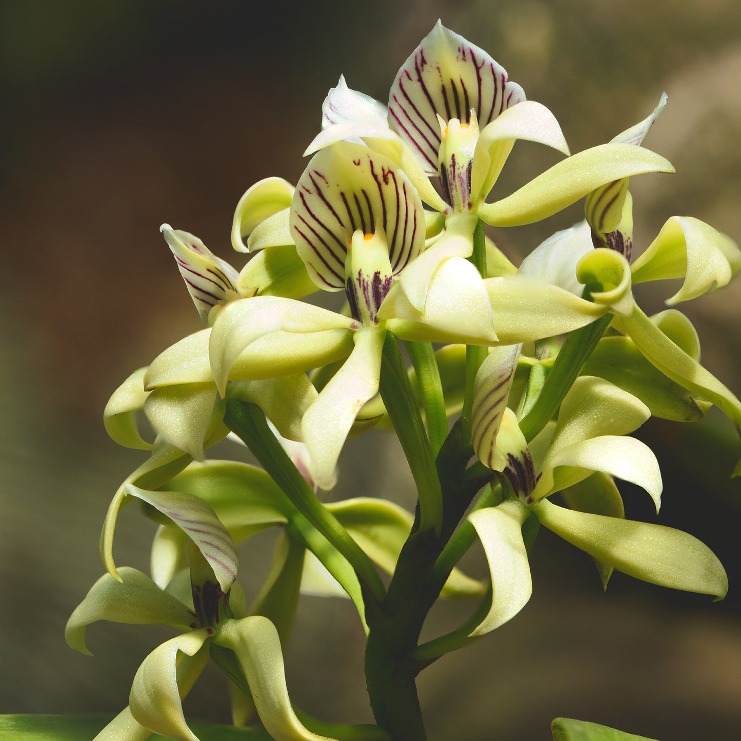 Prosthechea chacaoensis (Falsa Vainilla)