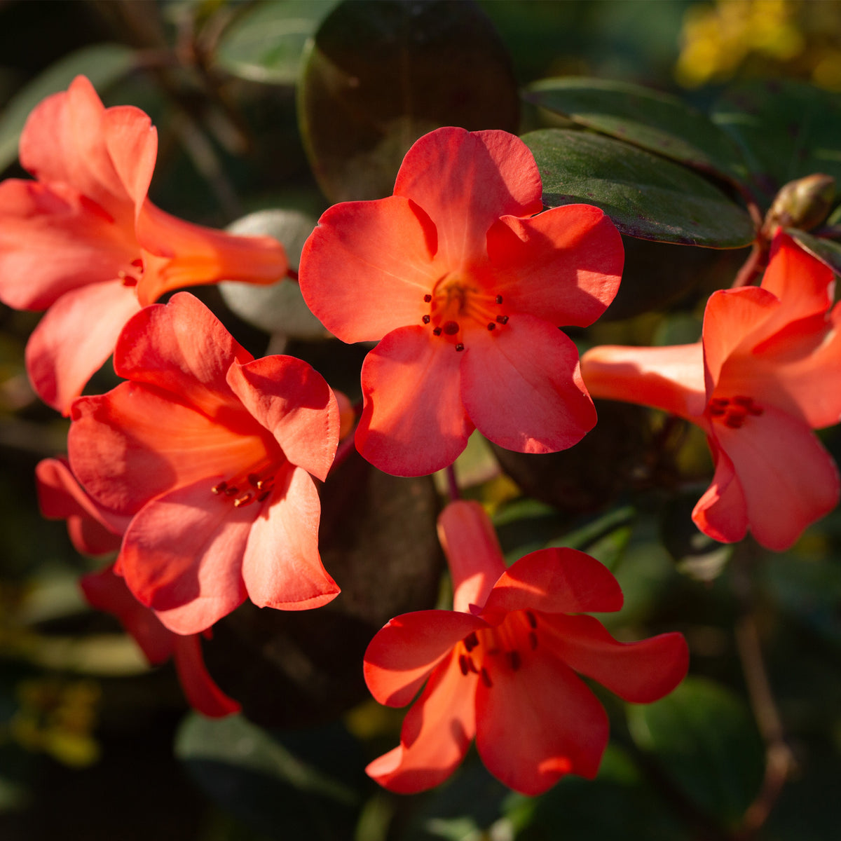 Rhododendron Vireya 'Festive Bell'