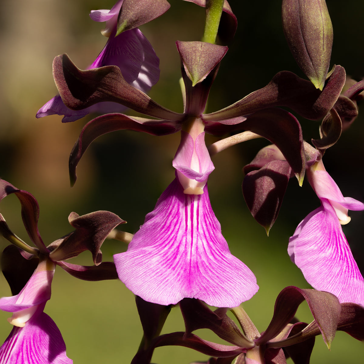 Encyclia cordigera (Large-Lipped Encyclia)