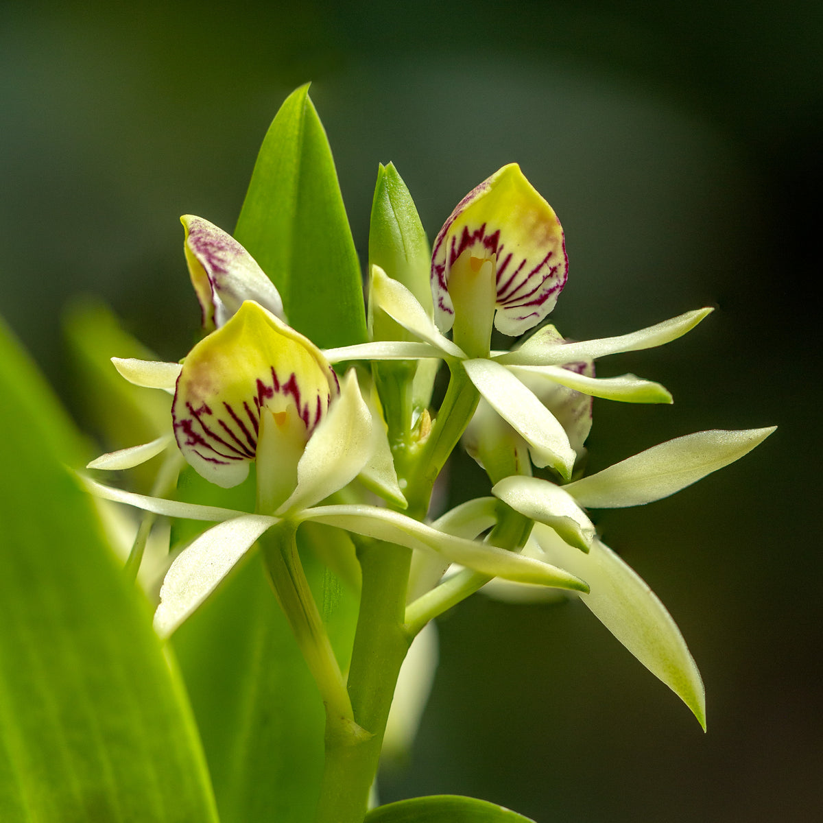 Prosthechea trulla