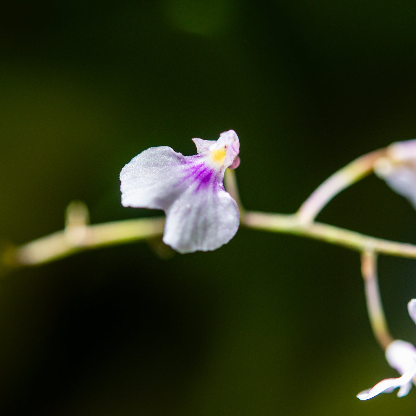 Ionopsis utricularioides (Orquídea de la Pureza)