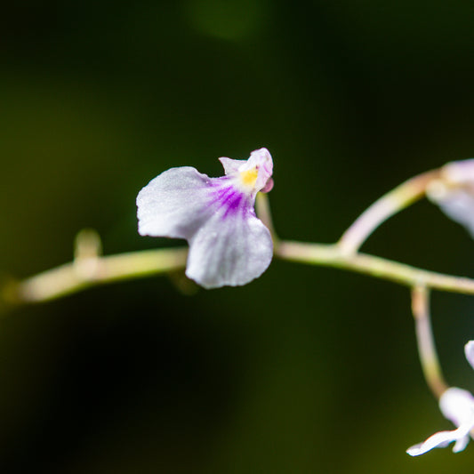 Ionopsis utricularioides (Orquídea de la Pureza)