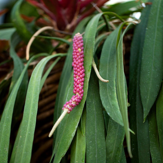 Anthurium vittarifolium (Pearl necklace)