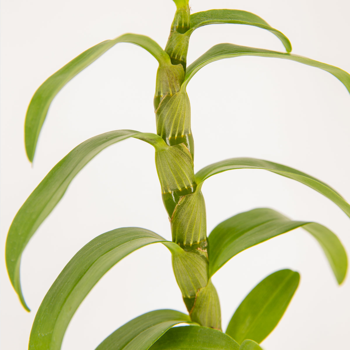 Dendrobium nobile (Dendrobio noble)