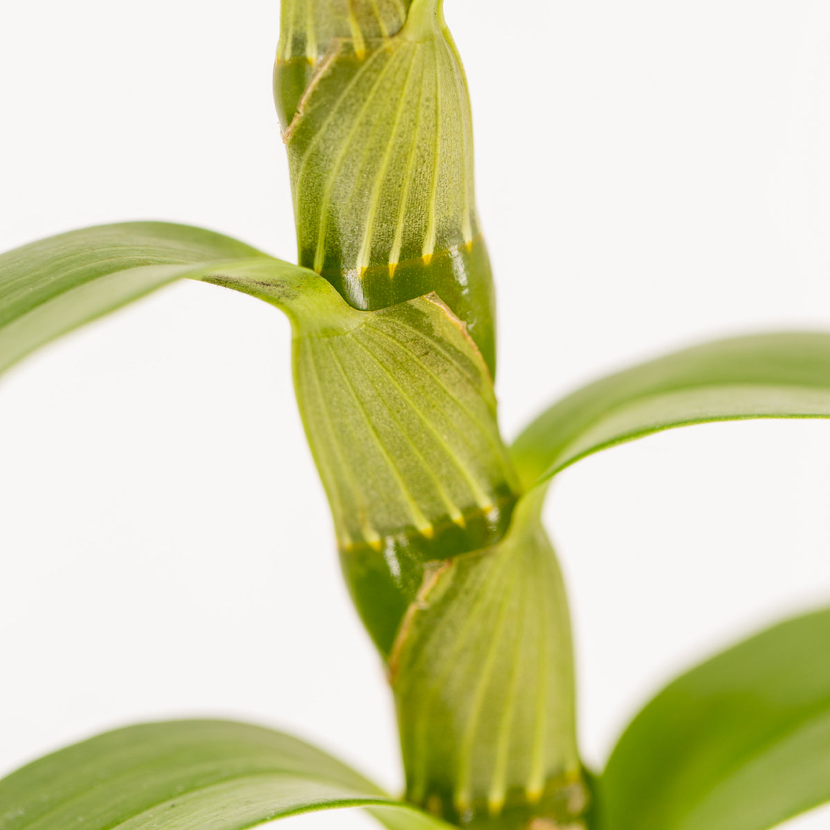 Dendrobium nobile (Dendrobio noble)