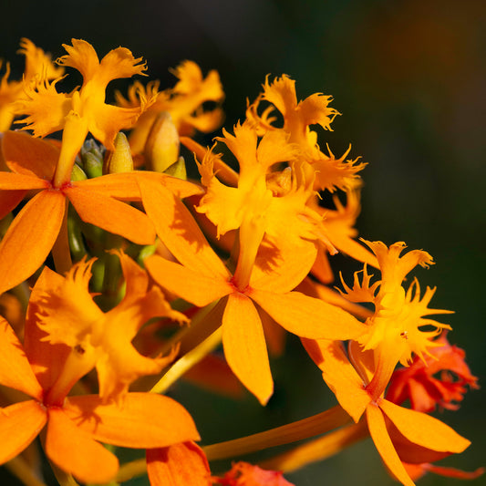 Epidendrum radicans var. naranja (Estrella del amanecer)