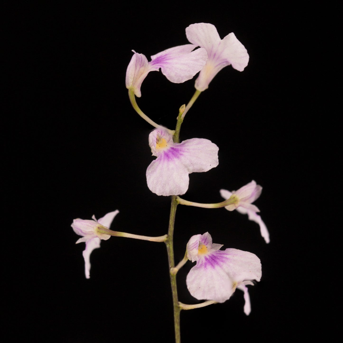Ionopsis utricularioides (Orquídea de la Pureza)