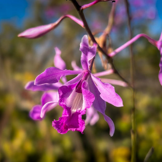 Myrmecophila galeottiana (Hormiguero)
