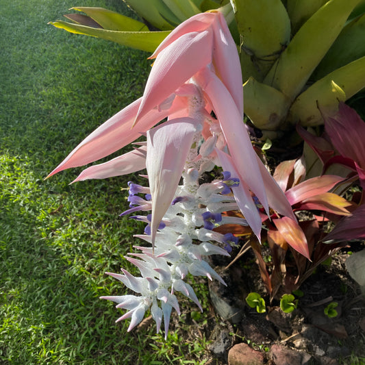 Ursulea macvaughii (Bromelia Gigante Mexicana)