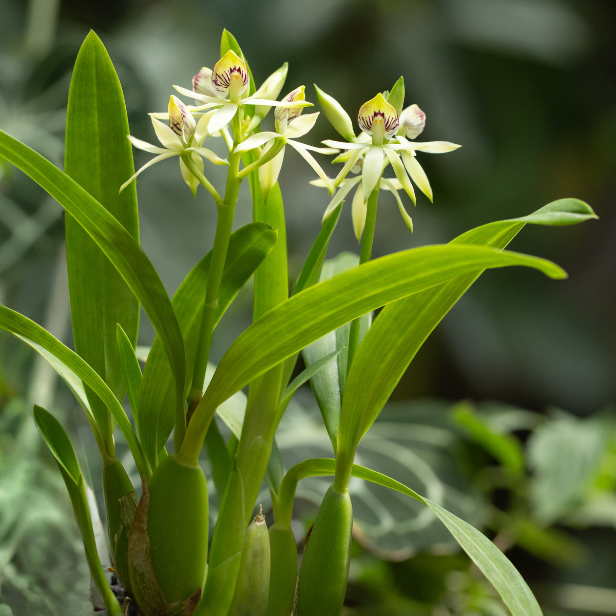 Prosthechea trulla