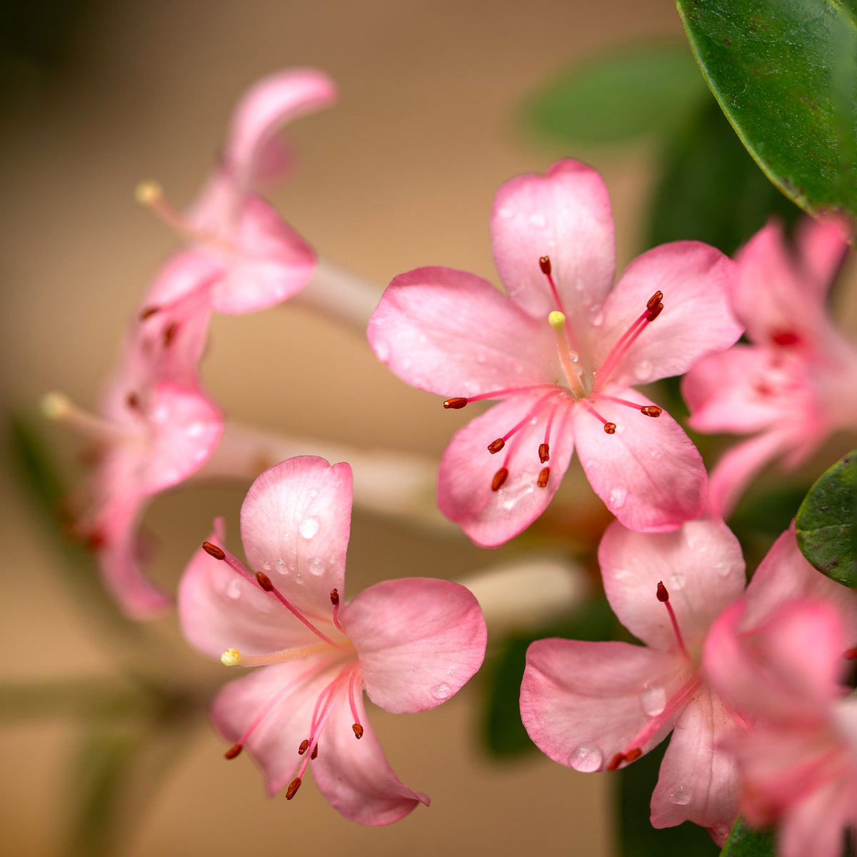 Rhododendron Vireya 'Little Maria'