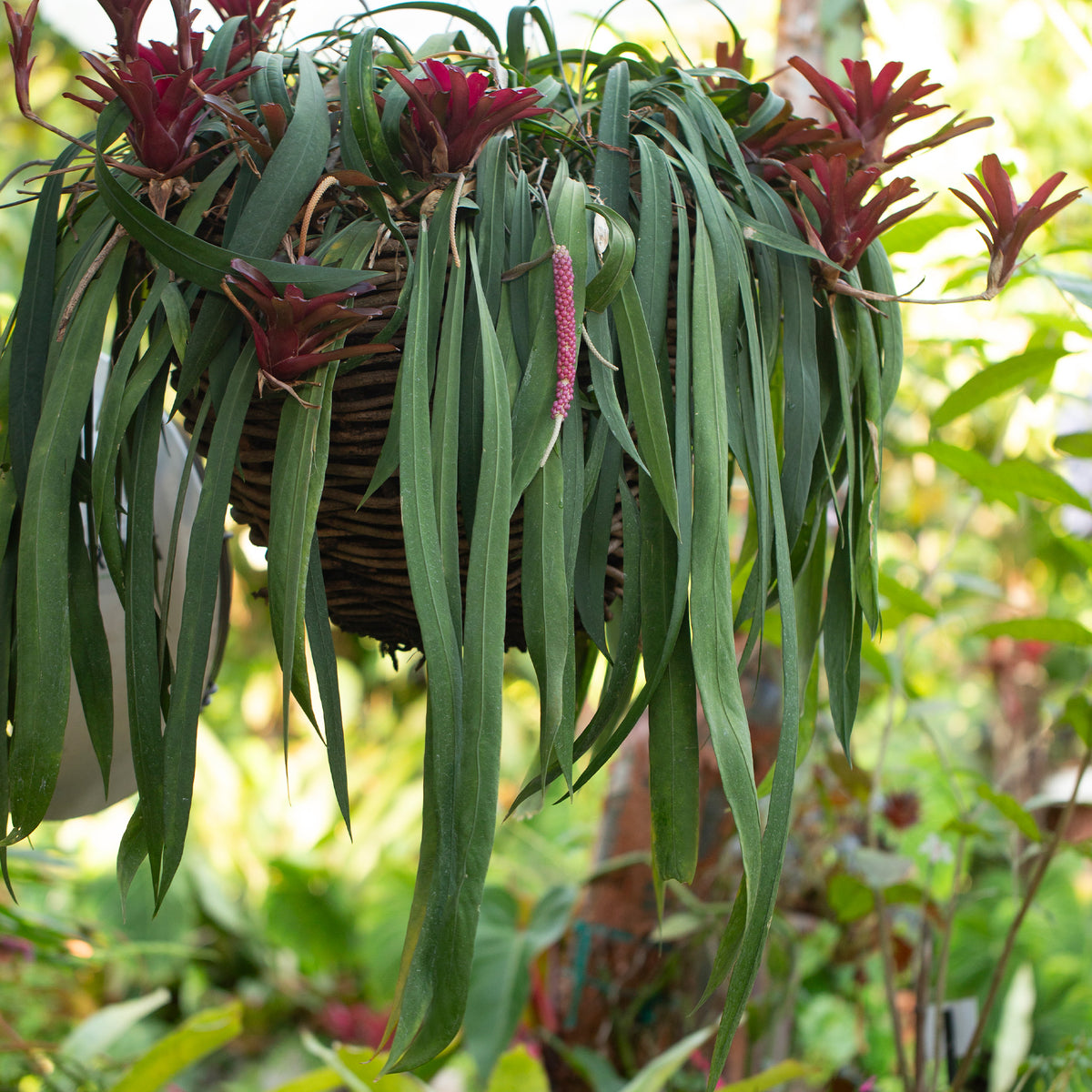 Anthurium vittarifolium (Pearl necklace)