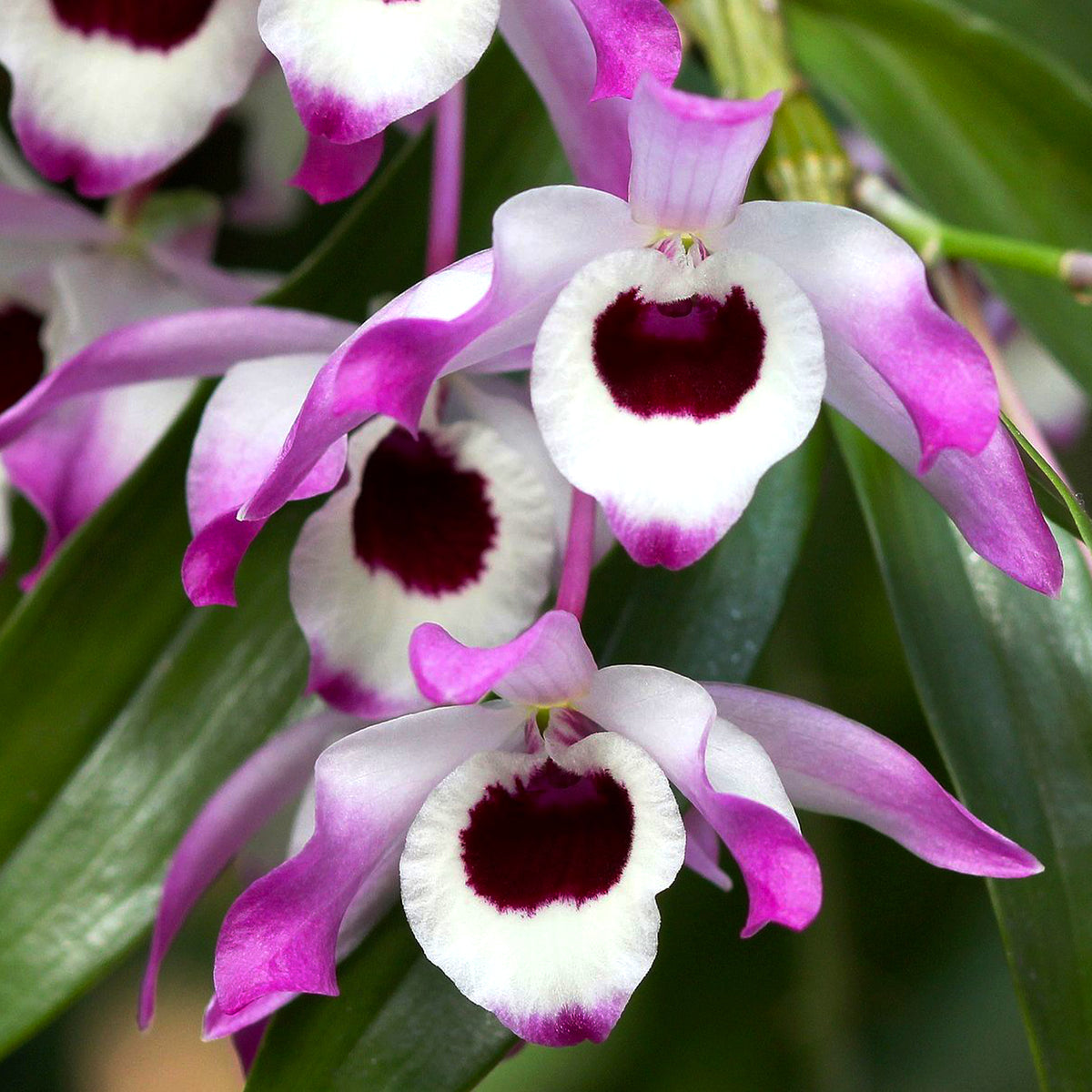 Dendrobium nobile (Dendrobio noble)