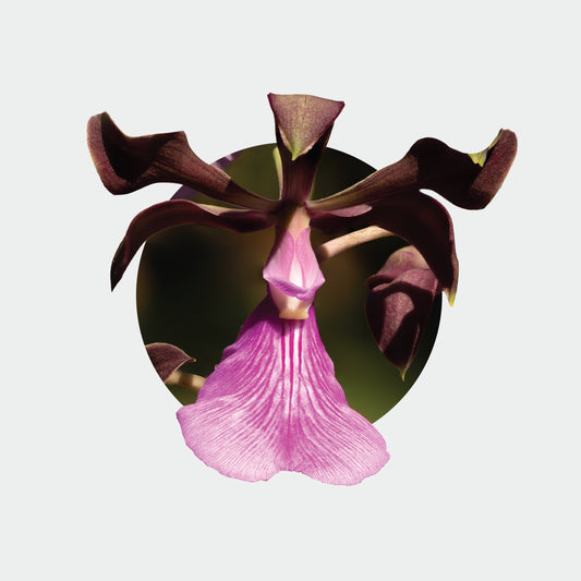 Encyclia cordigera (Flor de la Encarnación)