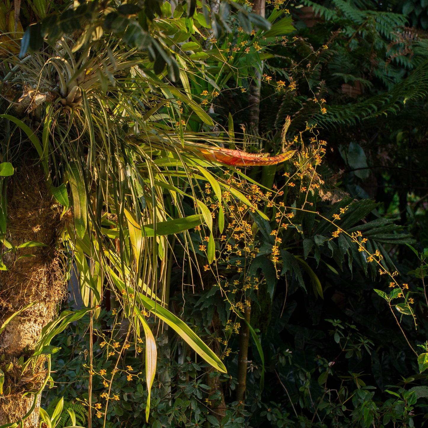 Oncidium leleui (Orquídea Danzante)