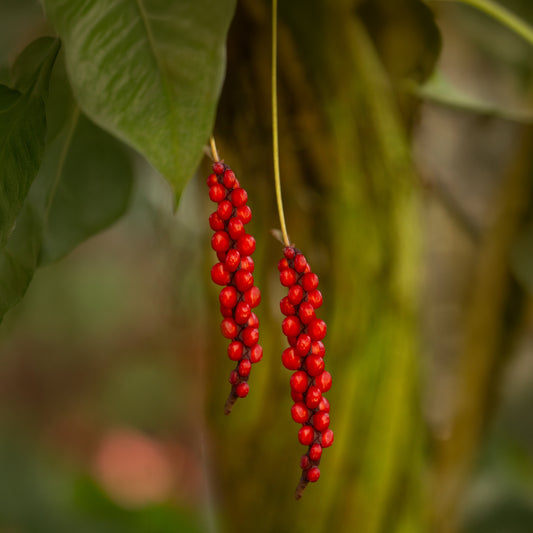 Anthurium gracile (Anturio de Perlas Rojas)