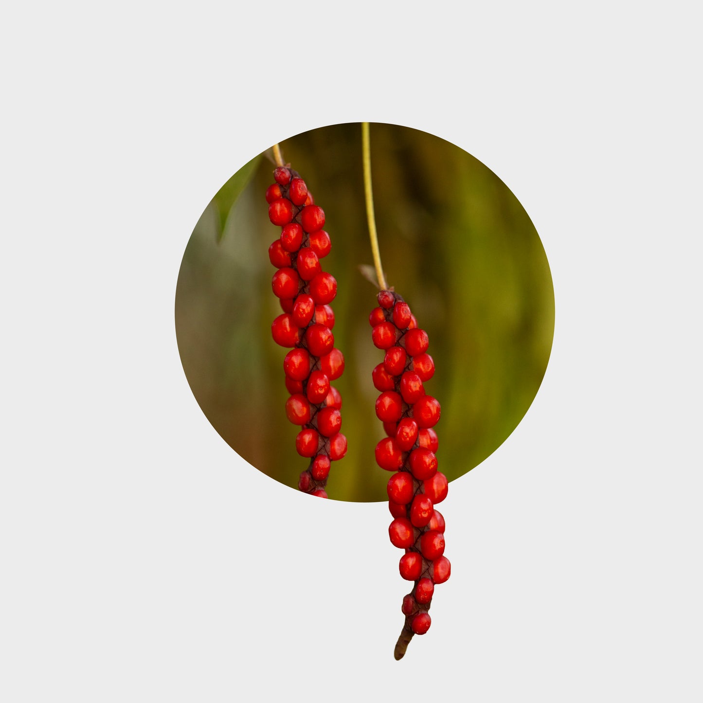 Anthurium gracile (Red Pearl Anthurium)
