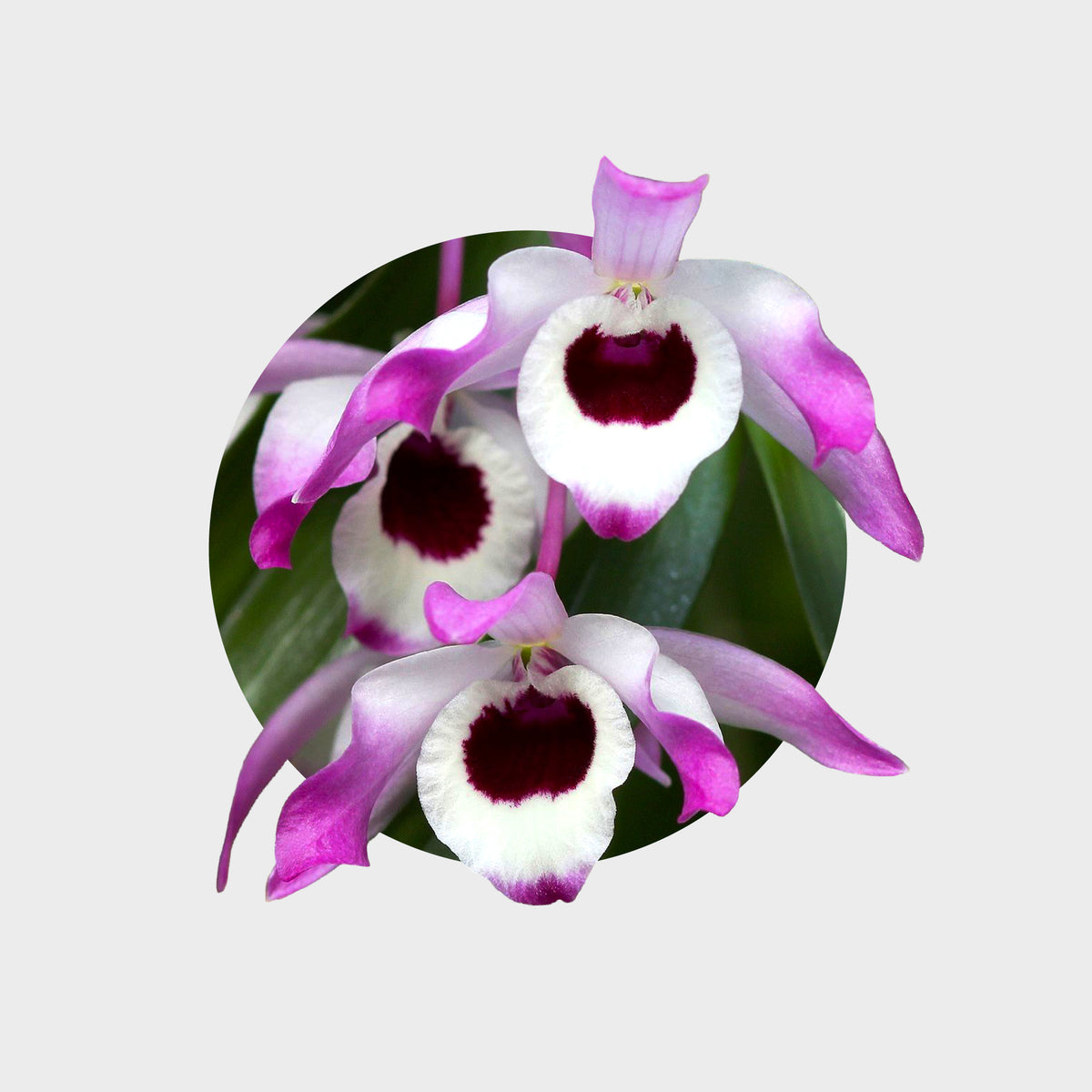 Dendrobium nobile (Dendrobio noble)